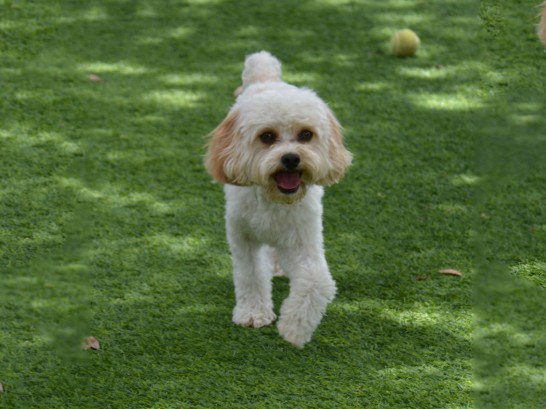 Artificial Grass Photos: Artificial Grass Installation Redmond, Oregon, Grass for Dogs