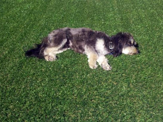 Artificial Grass Photos: Artificial Lawn Newberg, Oregon City Landscape, Dogs Runs