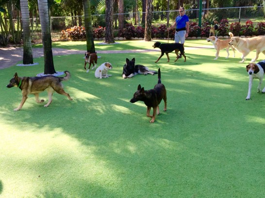 Artificial Grass Photos: Fake Grass Carpet Reedsport, Oregon Dog Hospital, Dogs