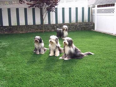 Artificial Grass Photos: Grass Carpet Philomath, Oregon Gardeners, Backyard Makeover