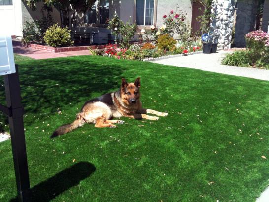 Artificial Grass Photos: Lawn Services Veneta, Oregon Watch Dogs, Front Yard Landscape Ideas