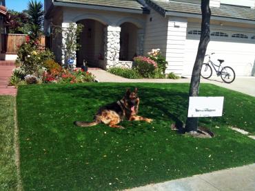 Artificial Grass Photos: Outdoor Carpet Scappoose, Oregon Landscaping, Dogs