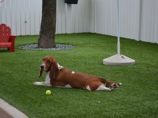 Artificial Grass Photos: Plastic Grass Drain, Oregon Grass For Dogs, Grass for Dogs