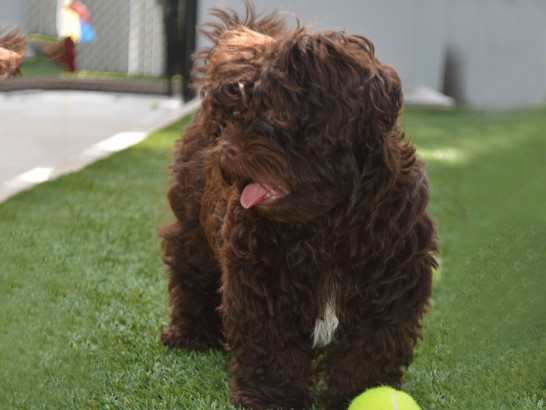 Artificial Grass Photos: Synthetic Grass Waldport, Oregon Dog Park, Dogs Park