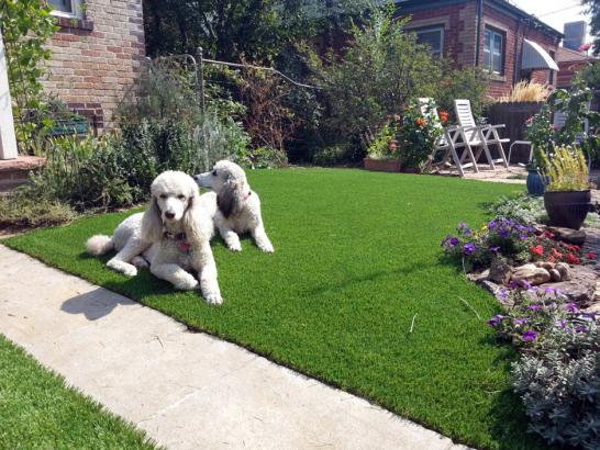 Artificial Grass Photos: Synthetic Turf Rufus, Oregon Pet Turf, Front Yard Landscape Ideas