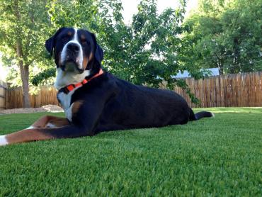 Artificial Grass Photos: Synthetic Turf Supplier Sublimity, Oregon Dog Parks, Dogs Runs