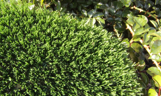 Hollow Blade-73 syntheticgrass Artificial Grass Portland Oregon