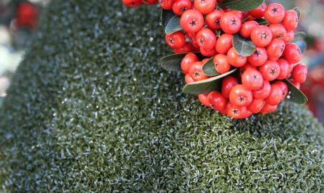 Putting Green Artificial Grass