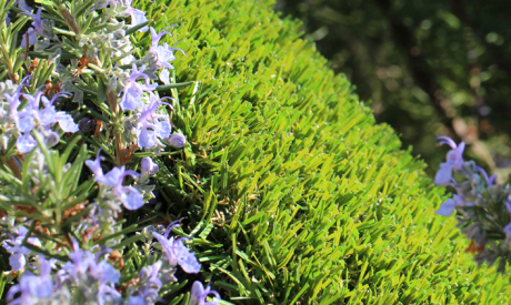 Synthetic Turf For The Entire Family