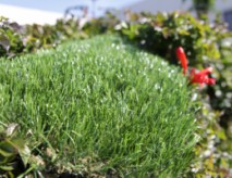 Silky-Smooth Artificial Grass