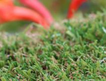 Natural Looking Synthetic Turf Grass