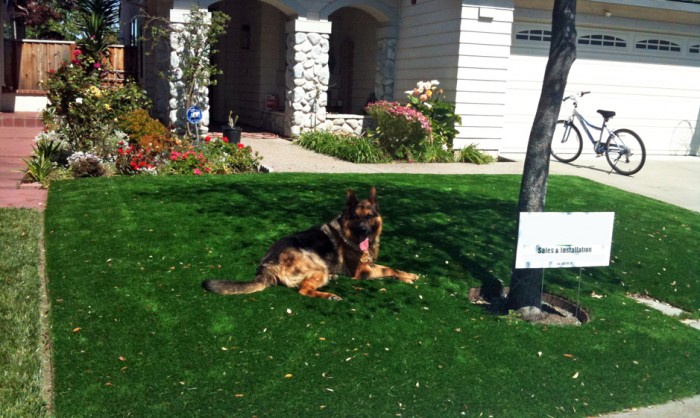 Pet Grass, Artificial Grass For Dogs in Portland