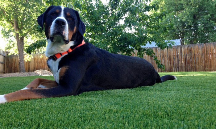 Pet Grass, Artificial Grass For Dogs in Portland